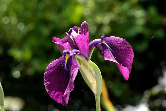 FH_VP_0060(Iris kaempferi variegata).jpg - Iris kaempferi "Variegatus" (Japanse Iris)